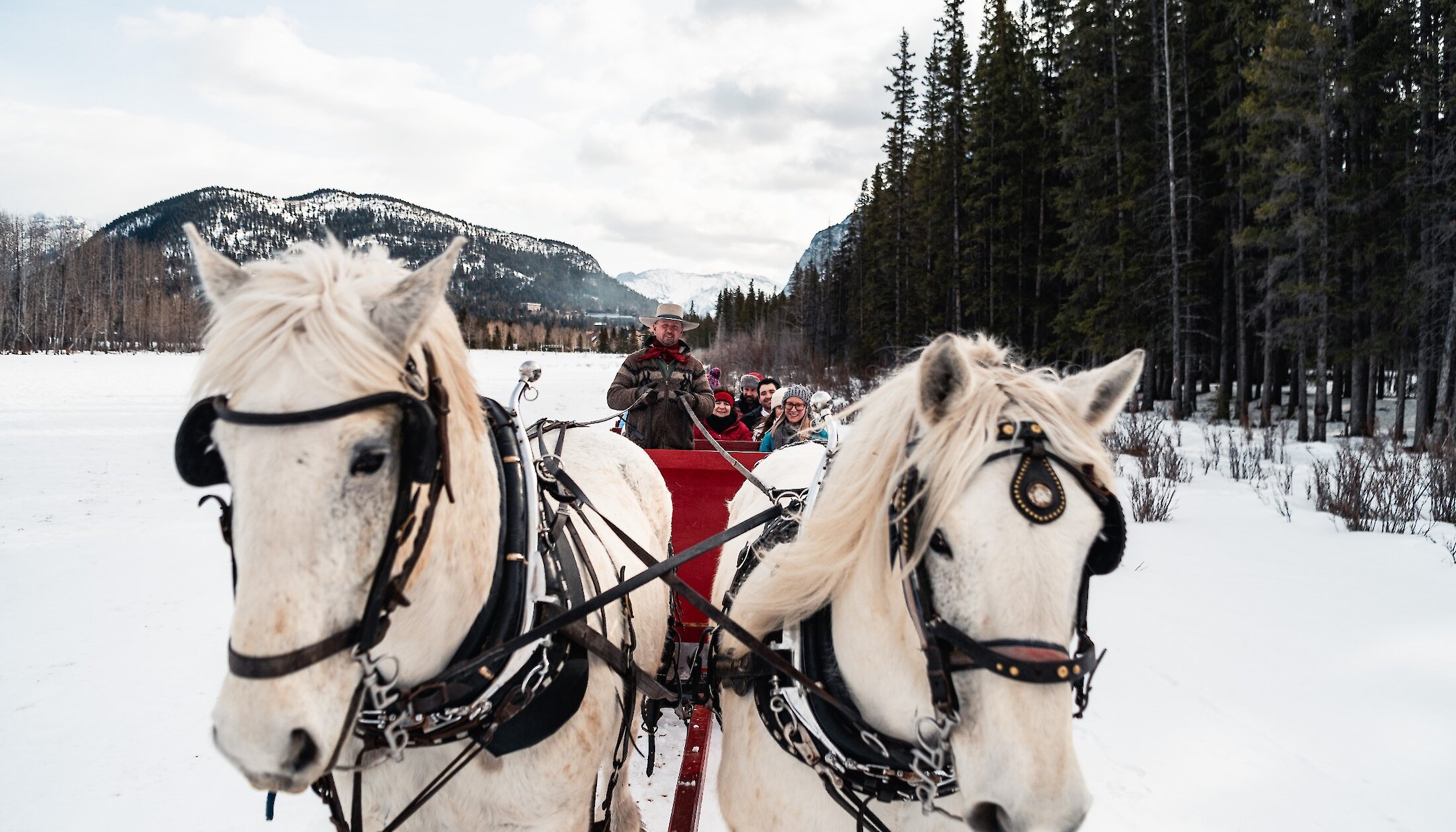 Two grey horses pulling a public sleigh ride through the meadows of Banff