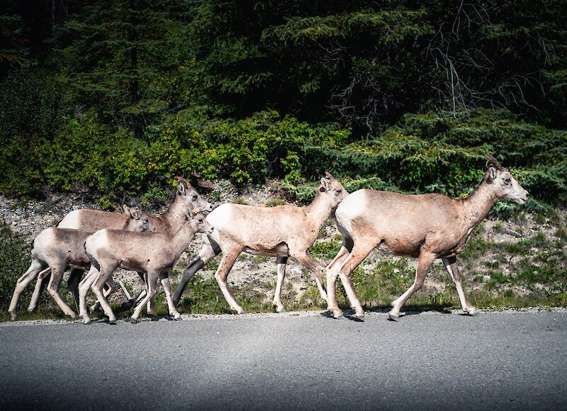 A group of big horn sheep in Banff National Park