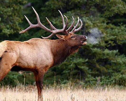 A Bull elk in Banff National Park