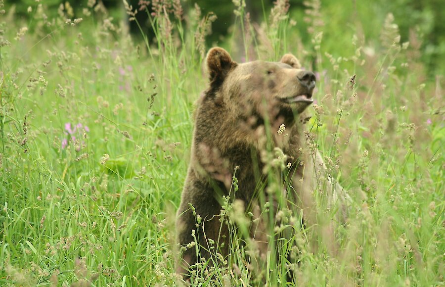 A grizzly bear enjoying the meadow