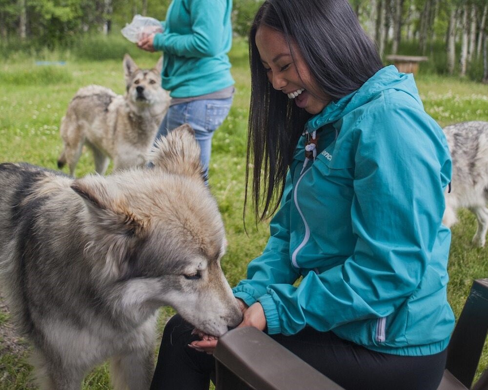 Lady feeding the wolfdogs at the Wolfdog Sanctuary