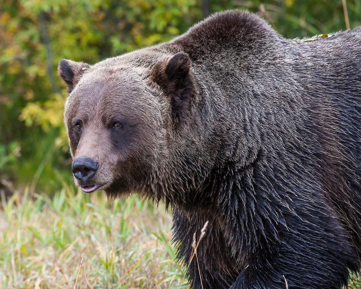 Boo the grizzly bear at Kicking Horse Mountain Resort Refuge