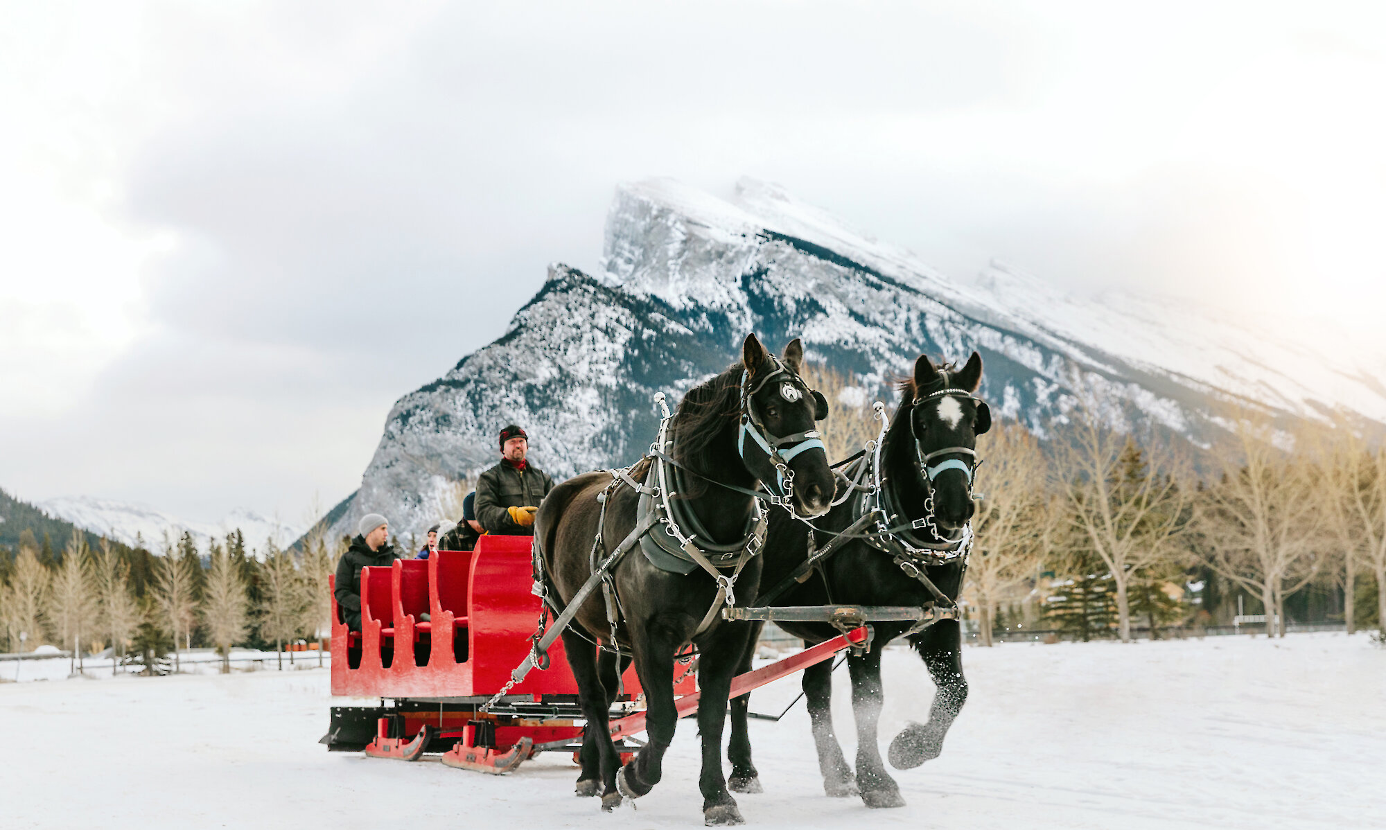 Two black horses drawing the public sleigh ride through Banff Meadows