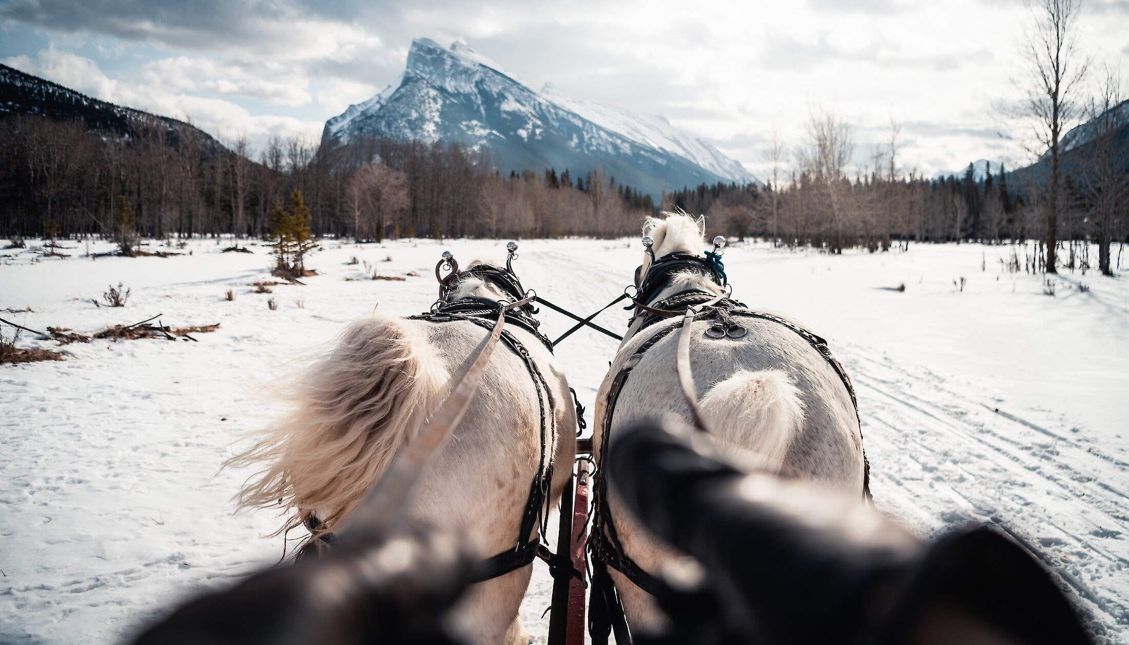 Views of Mount Rundle from the Banff sleigh ride