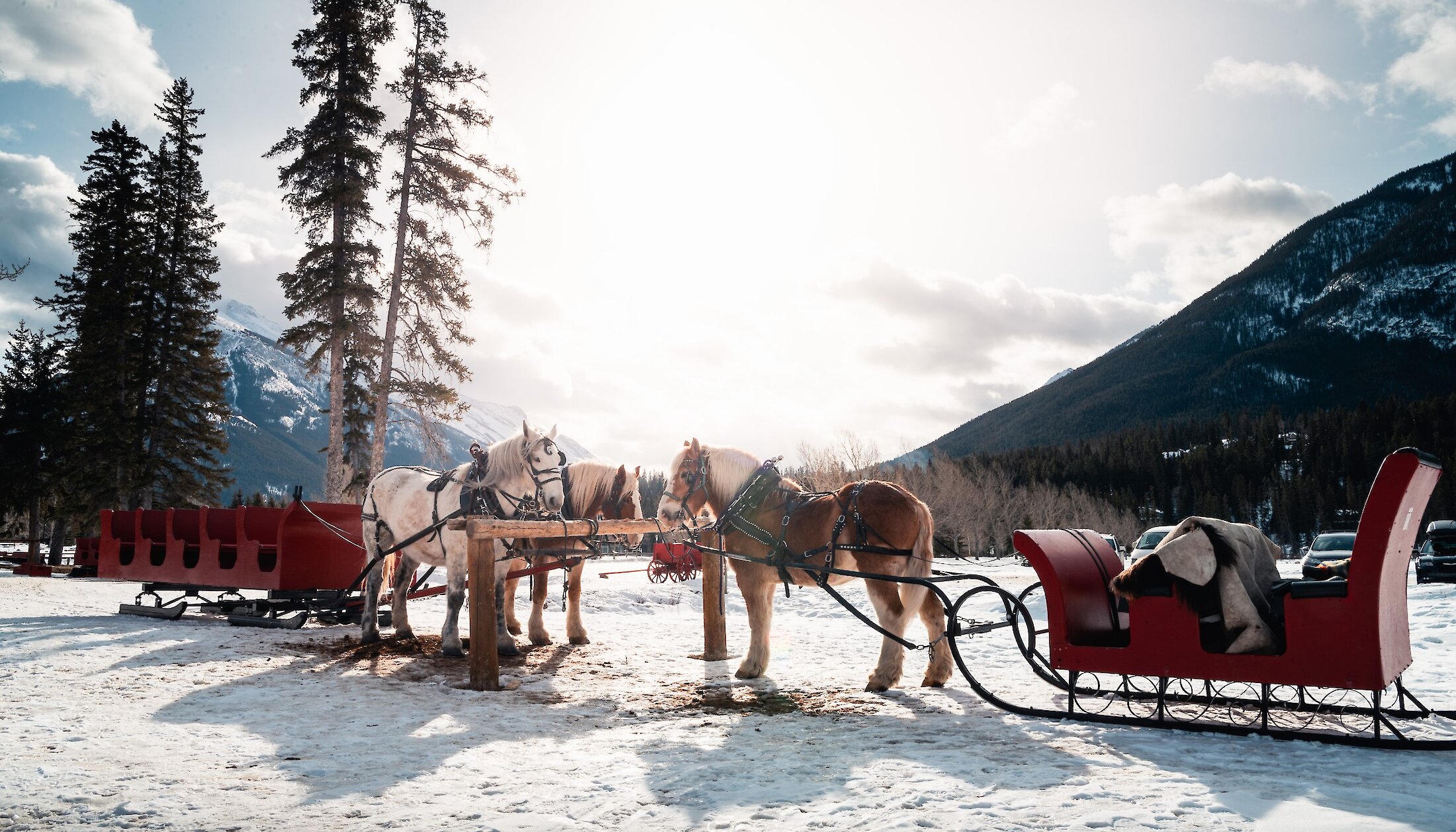 Our horses at the stables, ready for sleigh adventures