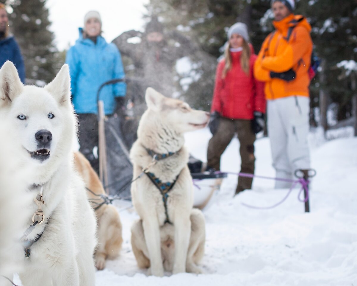 Dogsled adventures in Lake Louise