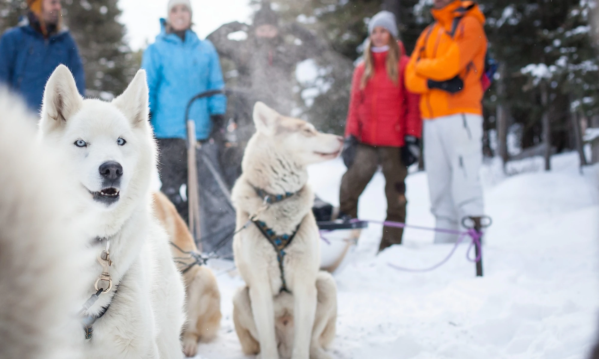 Dogsled adventures in Lake Louise