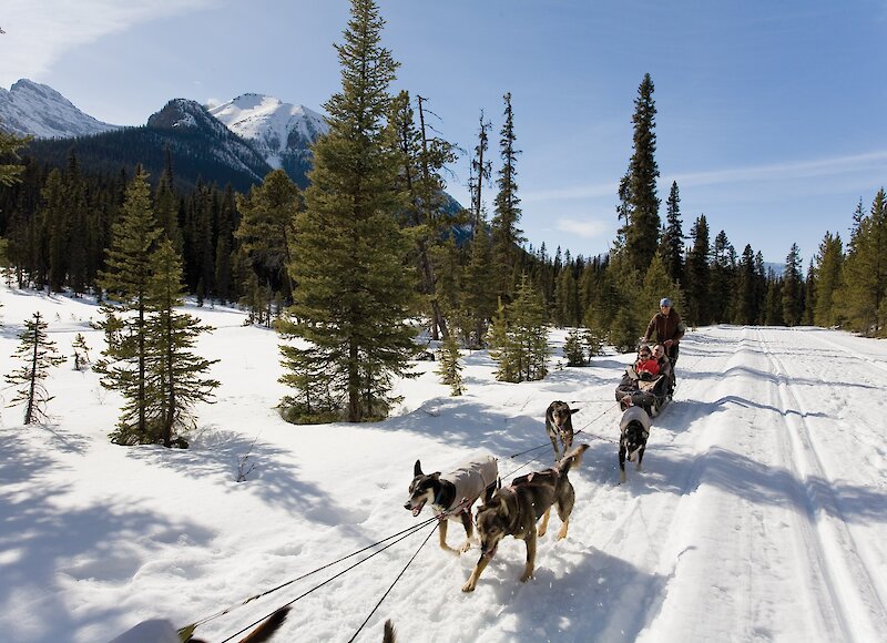 Dogsledding on the trails in Banff National Park