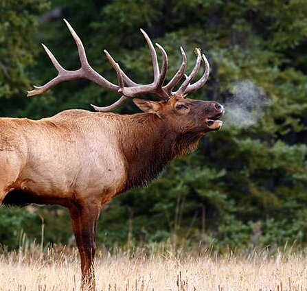 A Bull elk in Banff National Park