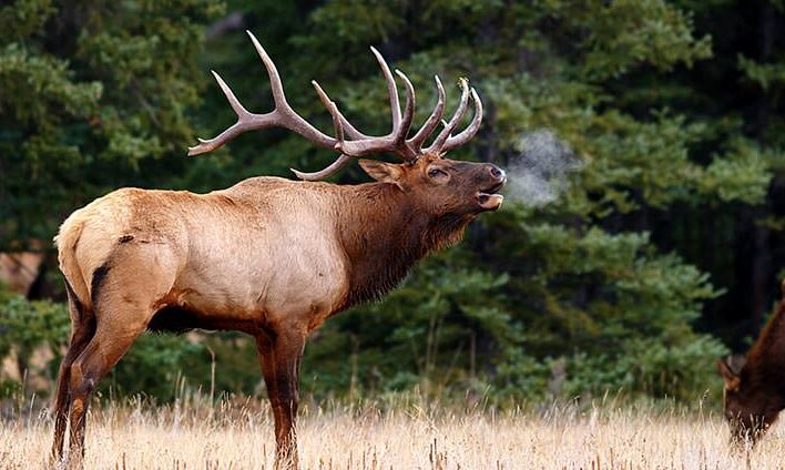 A Bull elk in Banff National Park