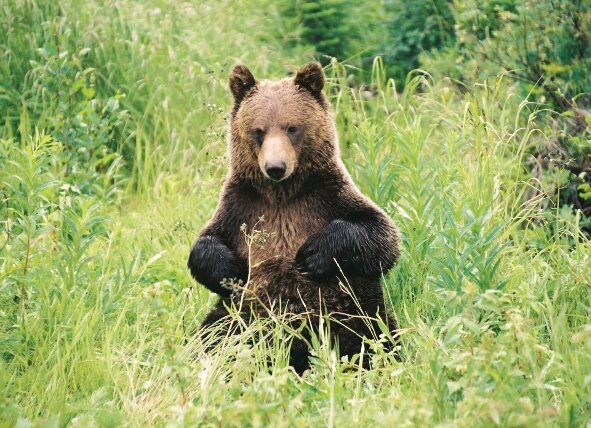 A grizzly bear in Banff National Park