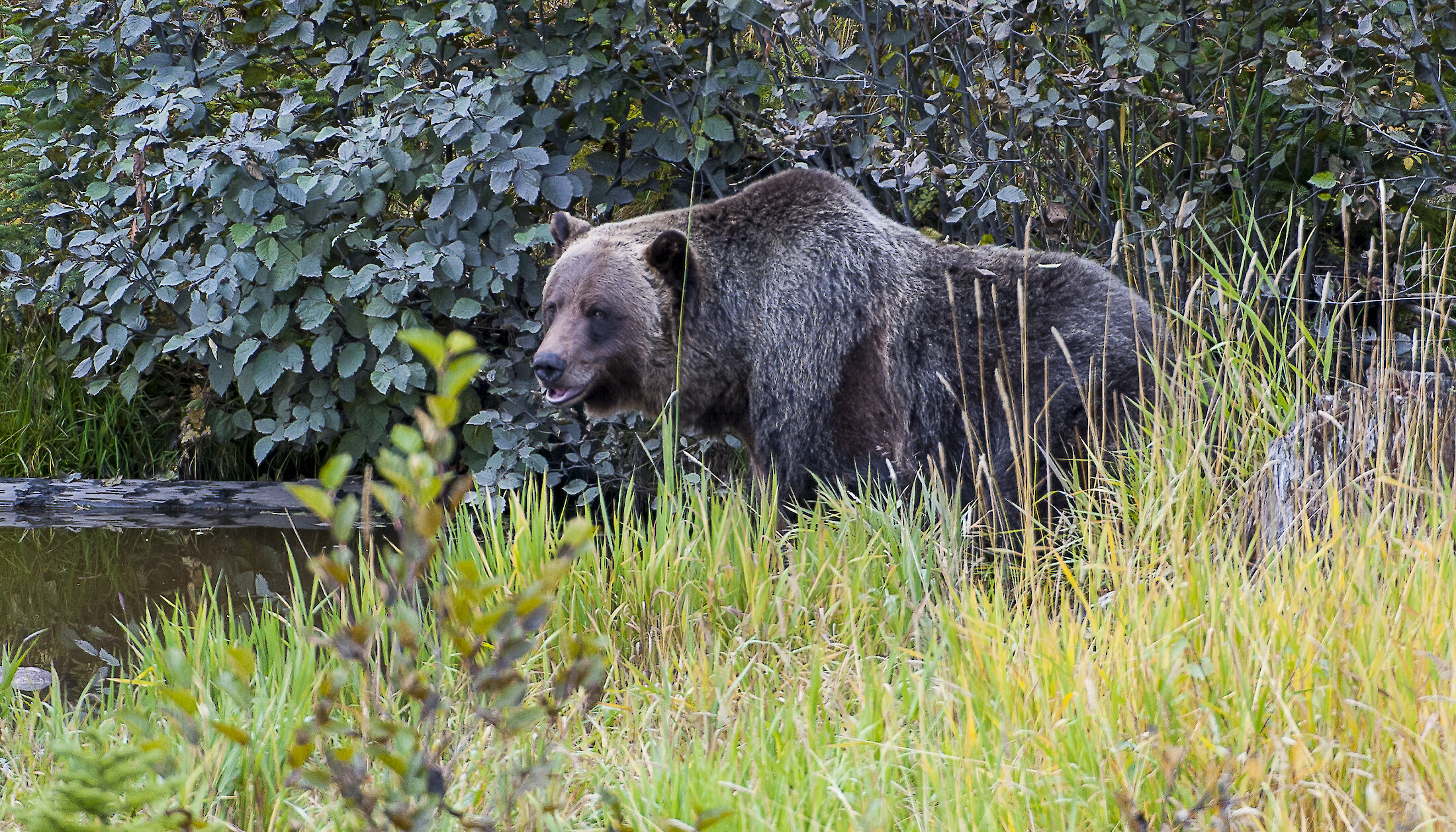 Boo the Grizzly Bear in his refuge at Kicking Horse Mountain Resort