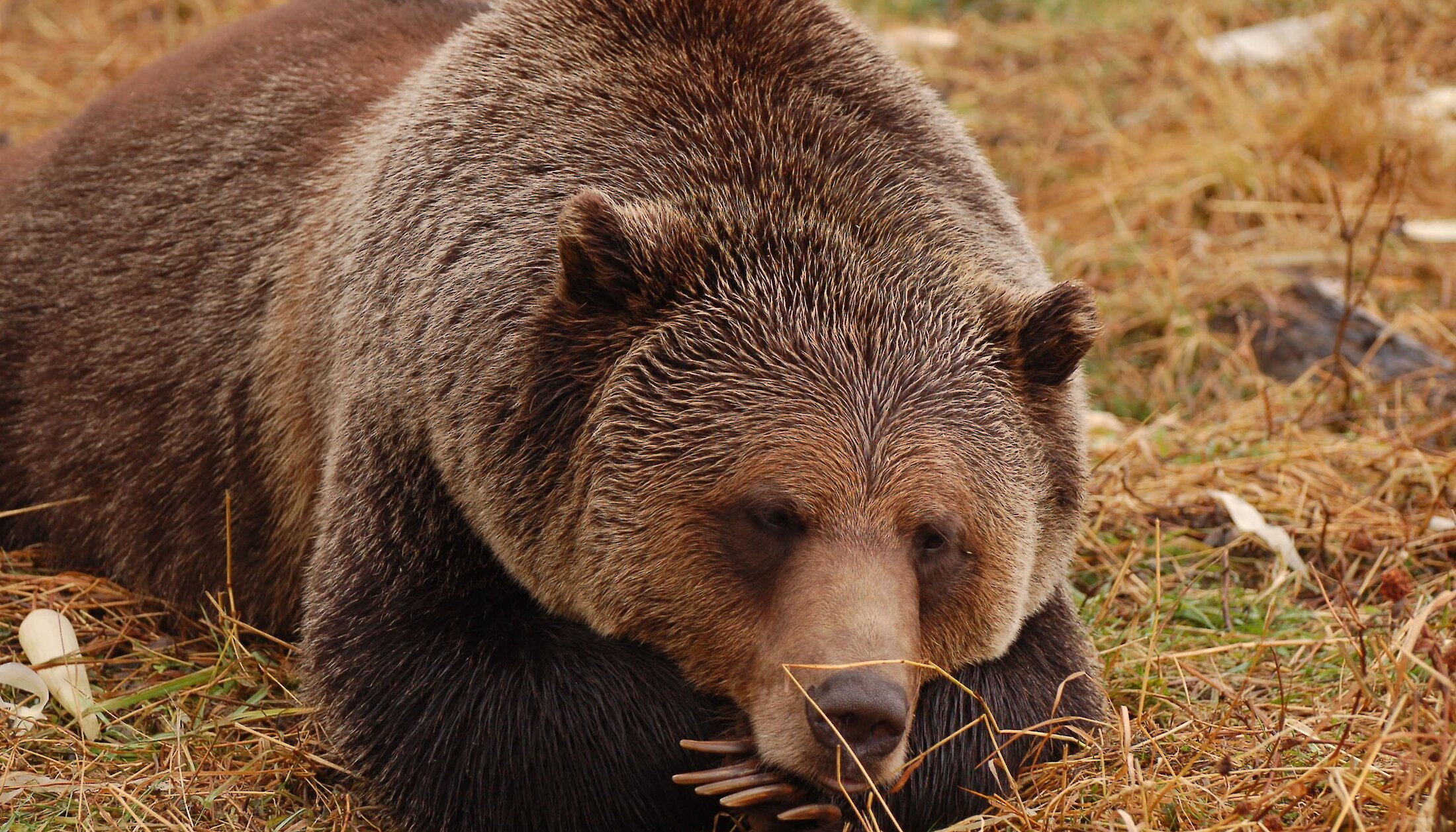 Boo the Grizzly Bear
