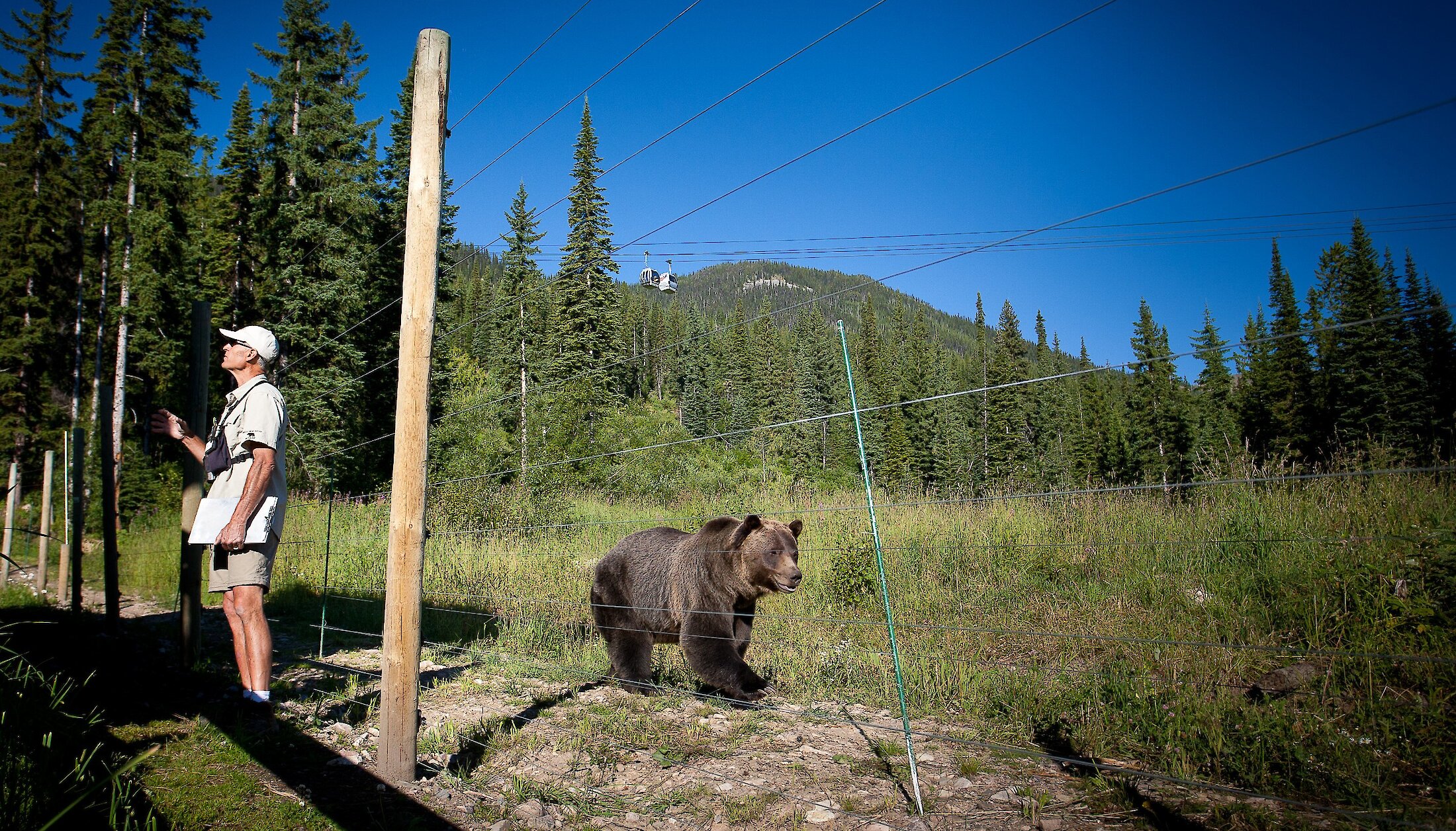 Boo the Grizzly Bear in refuge at Kicking Horse Mountain