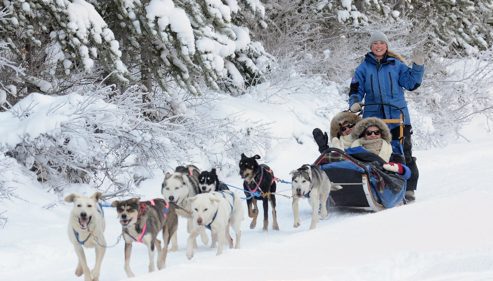 A dog sled team running in the snow on Spray Lakes