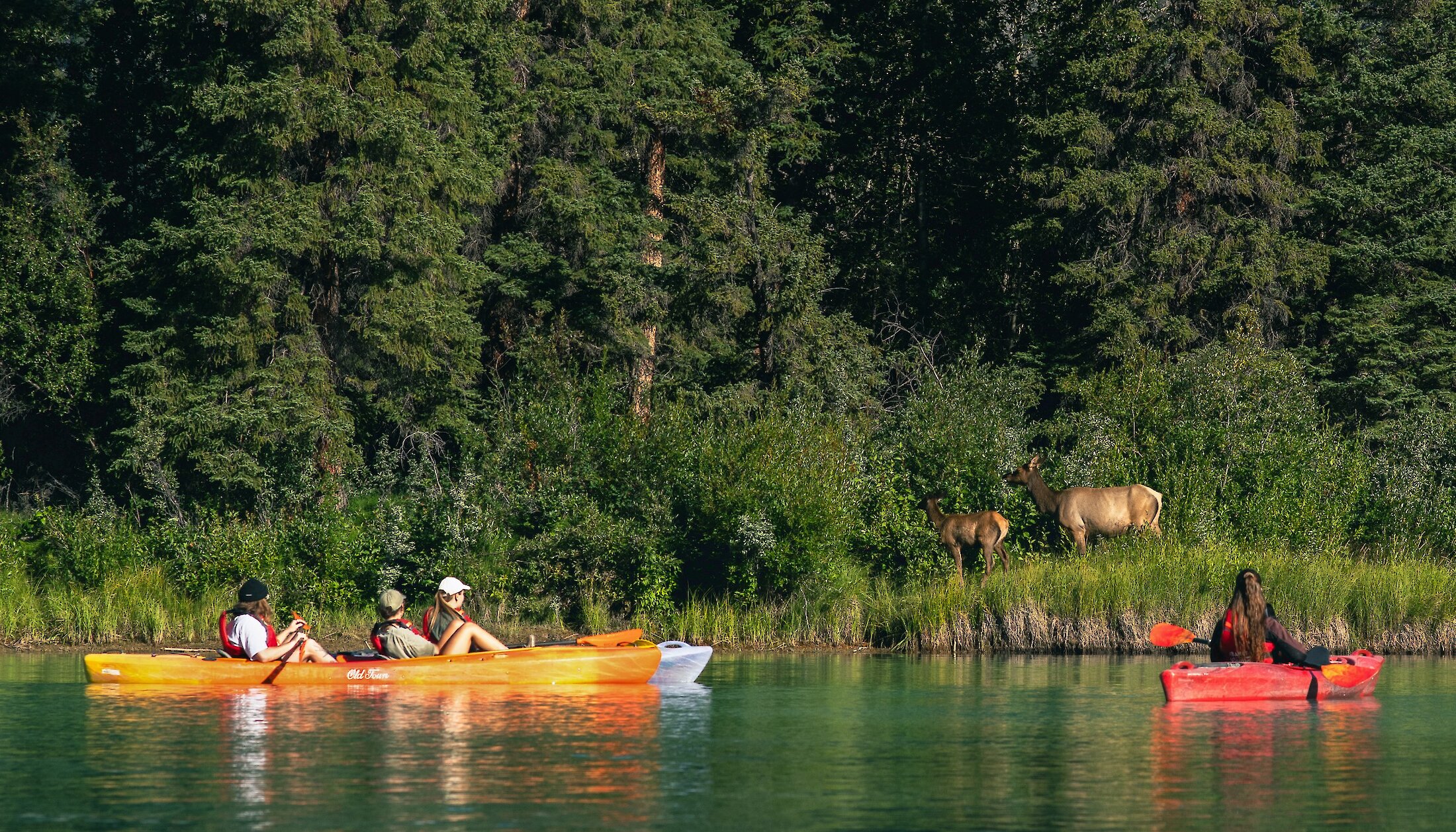 Kayakers getting views of elk on shore