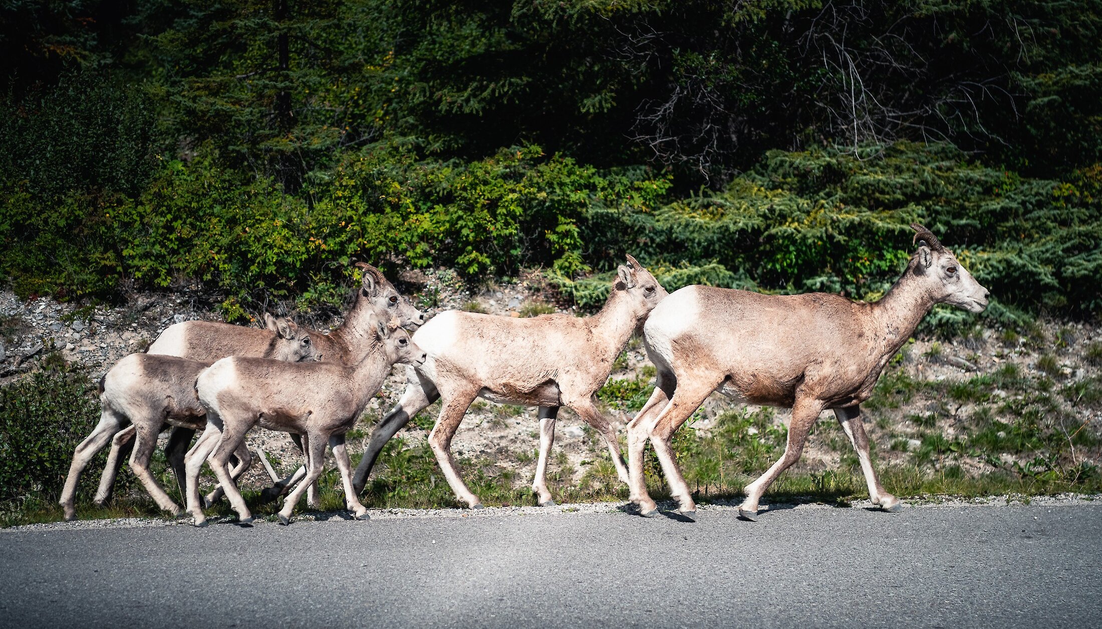 A group of big horn sheep in Banff National Park