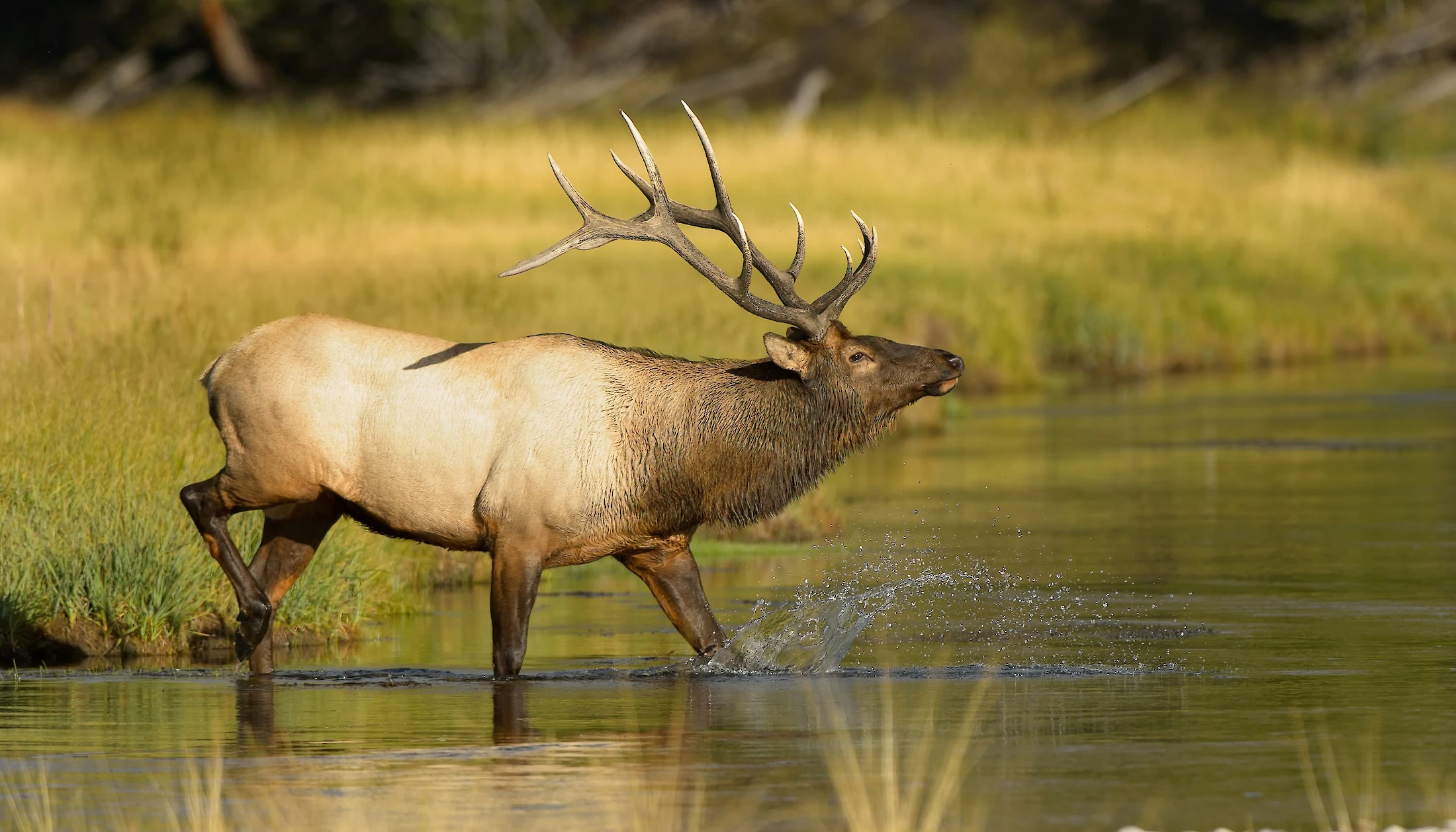 Elk in the Bow River in Banff