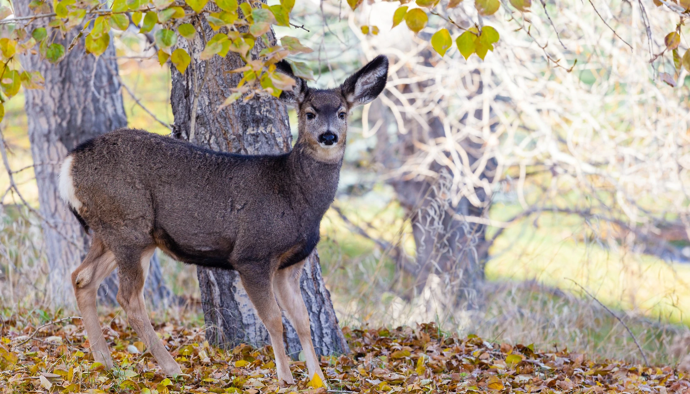 Mule deer in Banff National Park