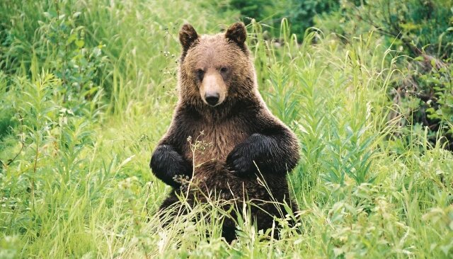 Grizzly Bear in Banff National Park