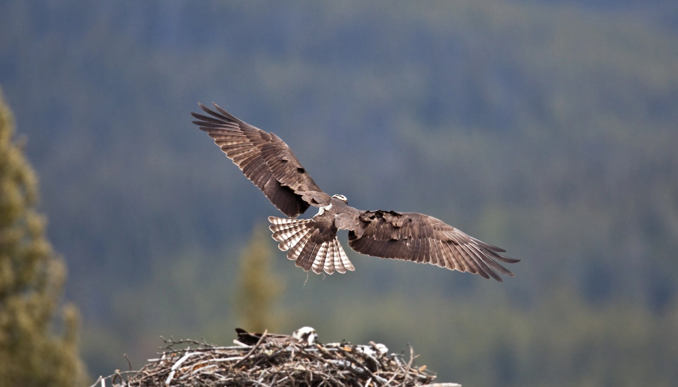 Osprey in Banff National Park