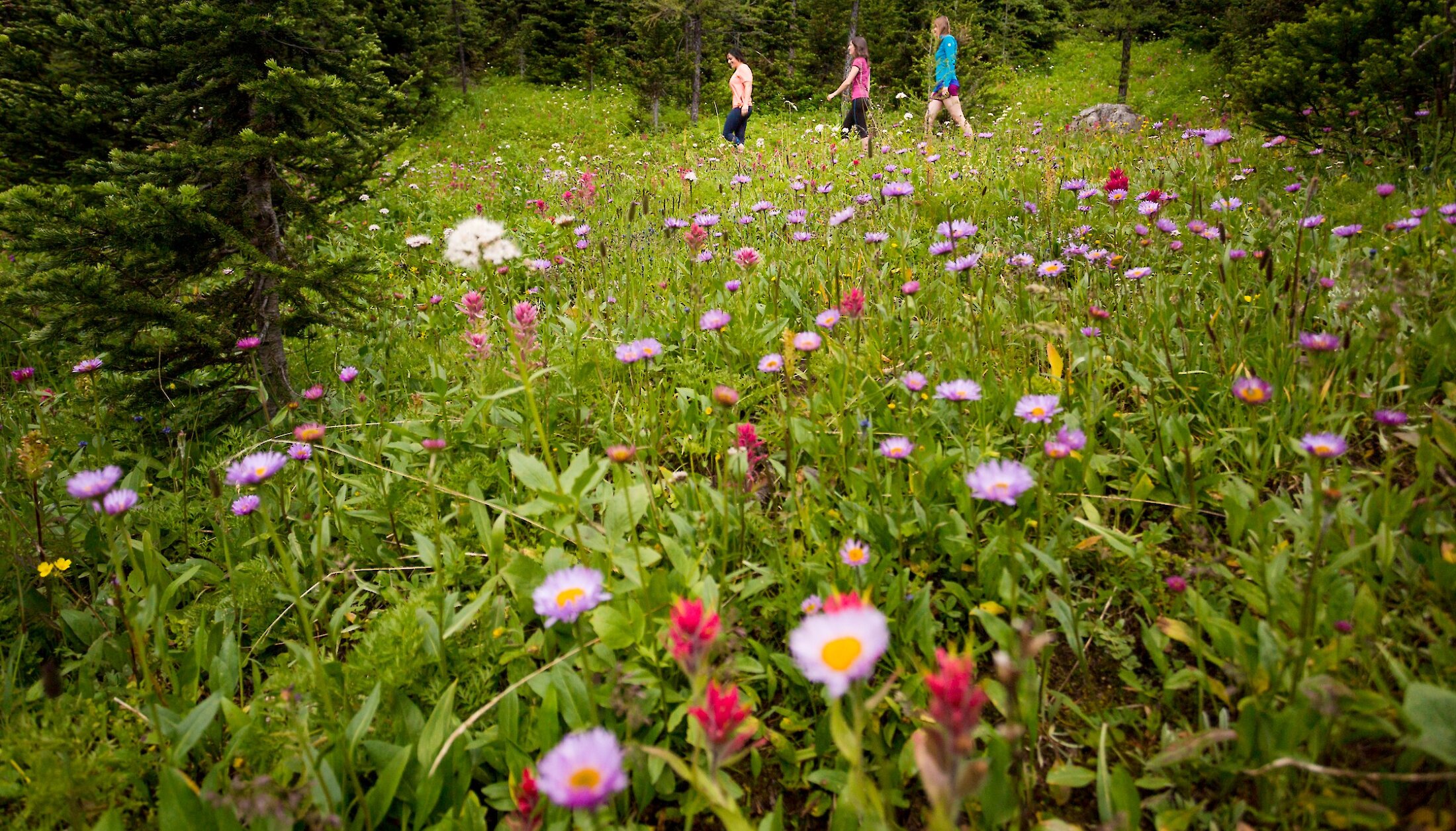Wild flowers galore at Sunshine Meadows