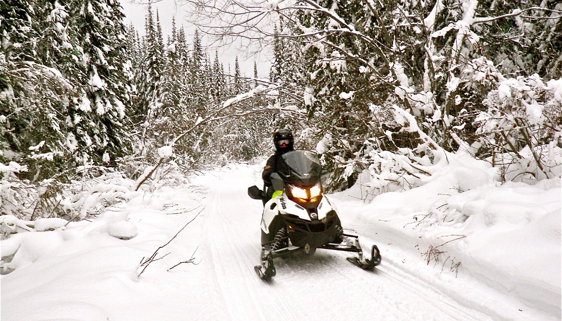 Snowy treelined trees on snowmobile trail in Golden