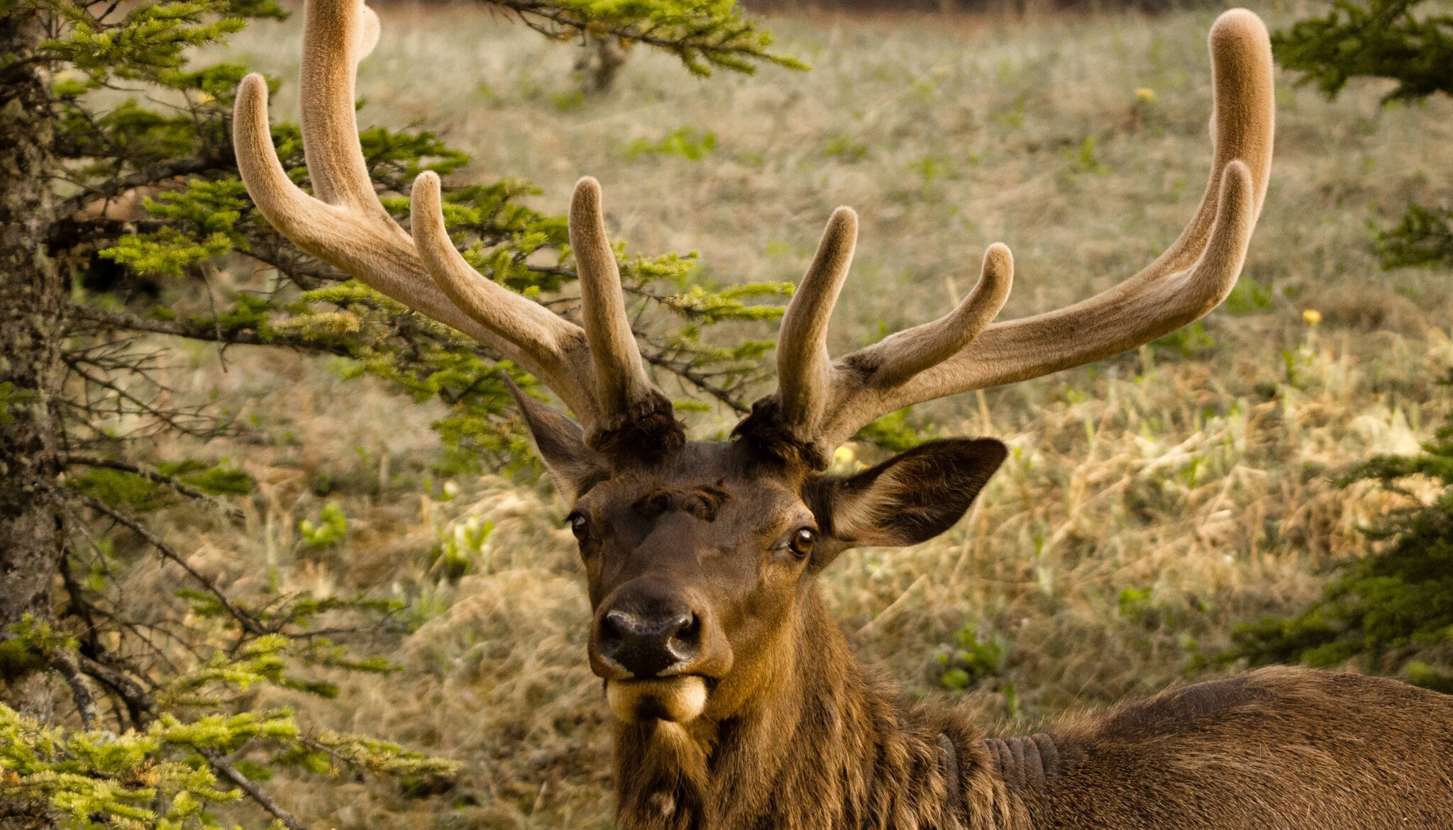 A stag elk laying down in meadows around Banff