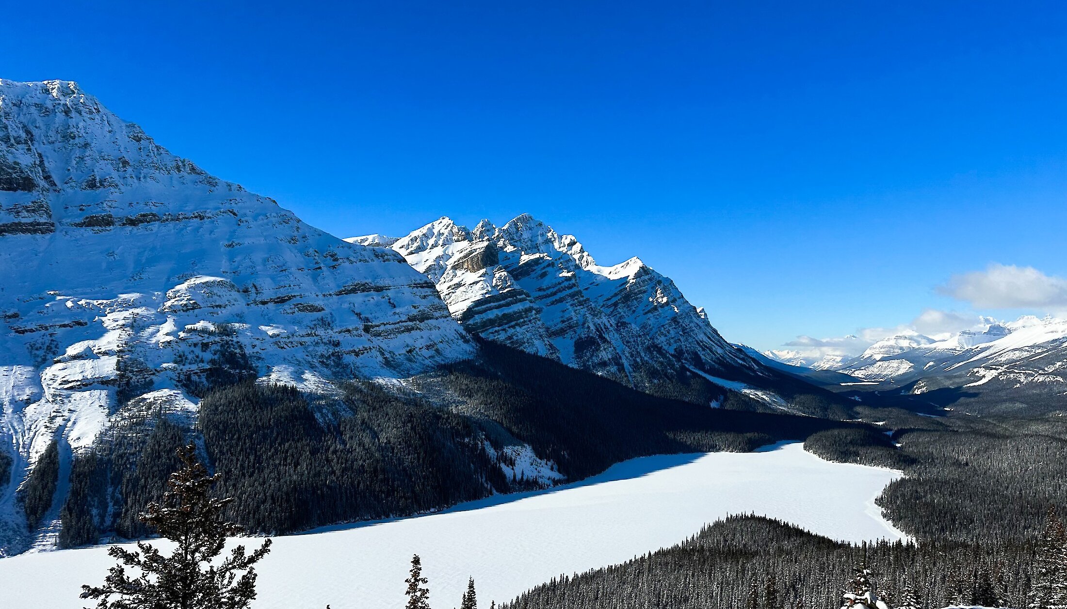 A view of Peyto Lake from the viewing deck along the Icefield Parkway