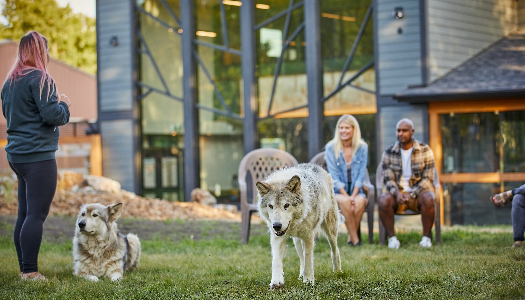 A couple enjoying the interactive wolfdog tour inside the enclosure with the wolfdogs