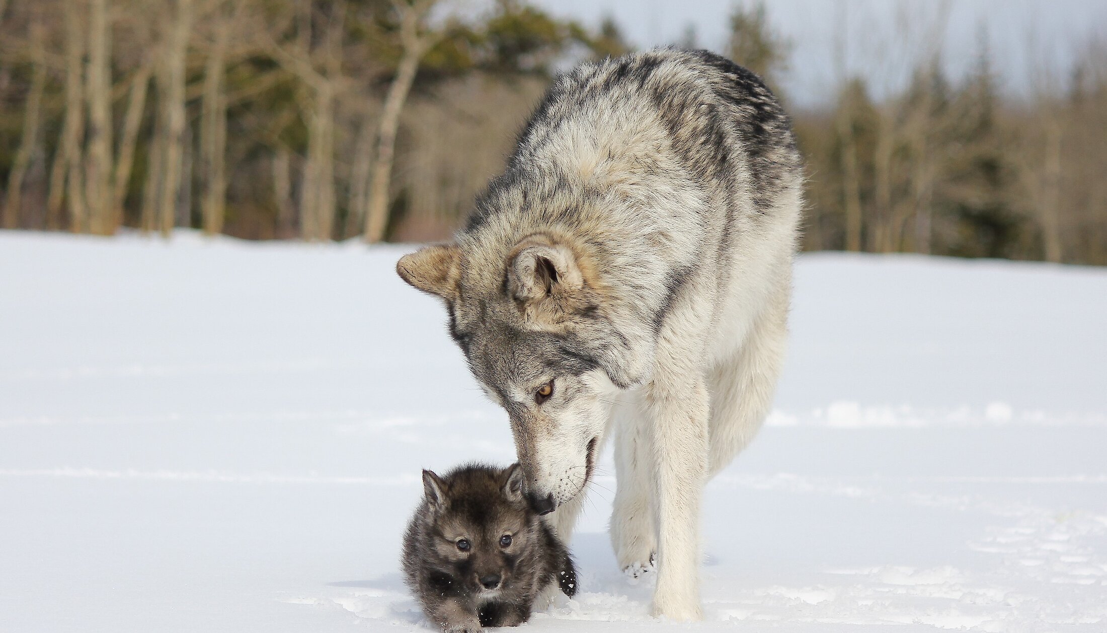 A wolfdog and it's puppy laying in the snow