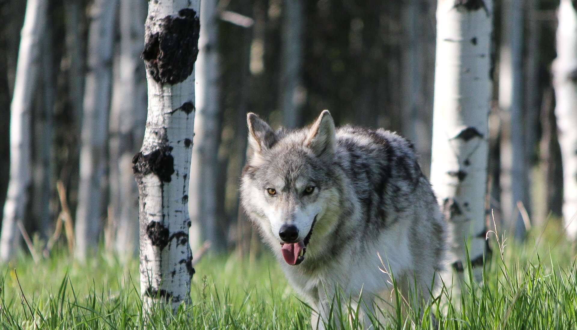 A wolfdog walking through long grass at the Yamnuska Wolf Dog Sanctuary