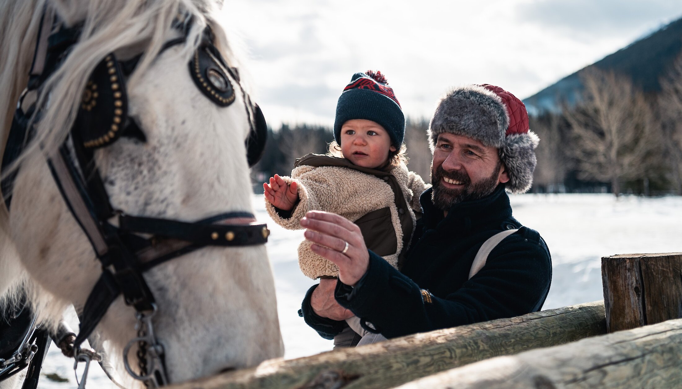 Father and child meet the horses for their private family sleigh ride