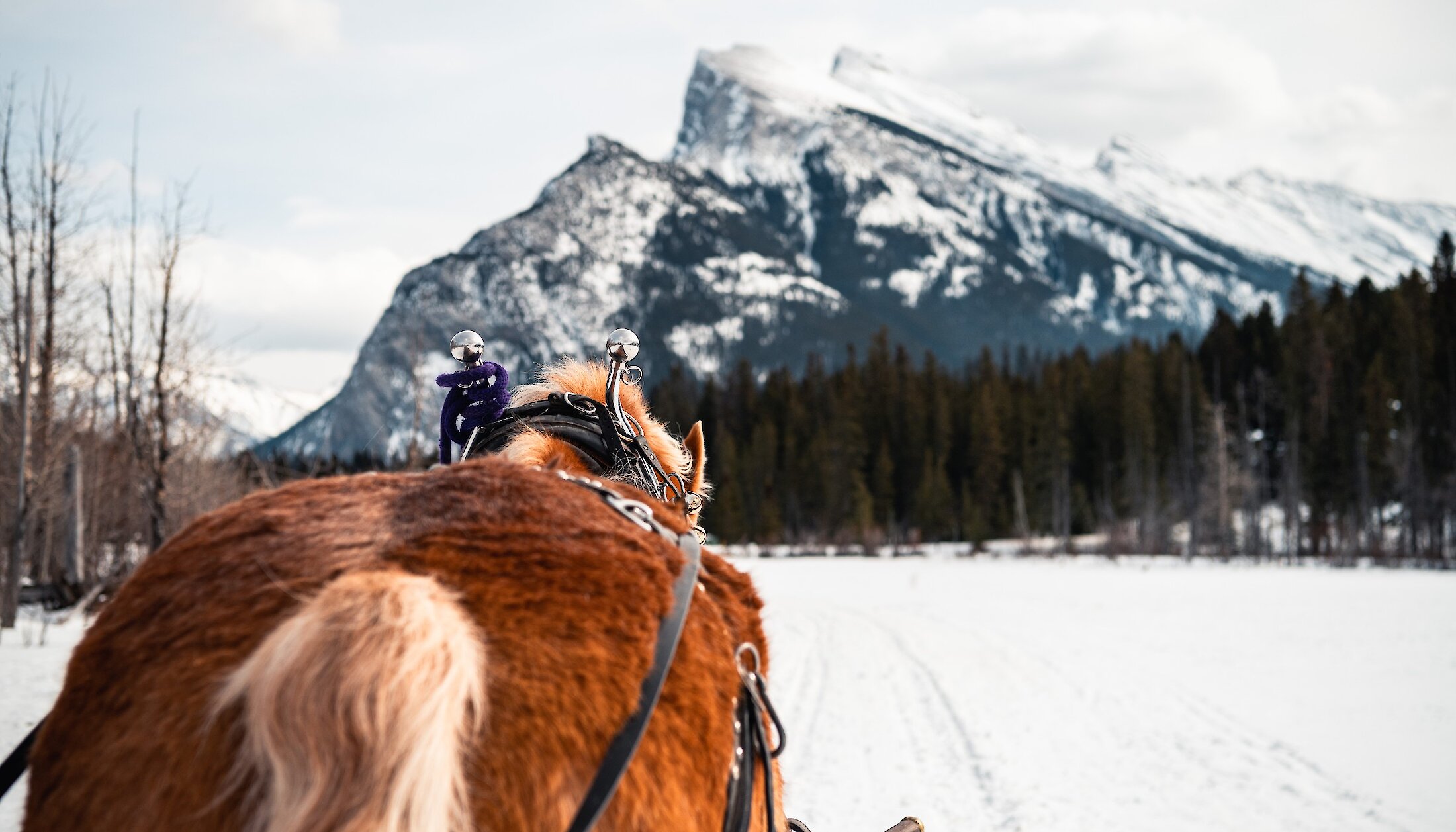 Horse pulling the sleigh towards Mount Rundle through Meadows of Banff