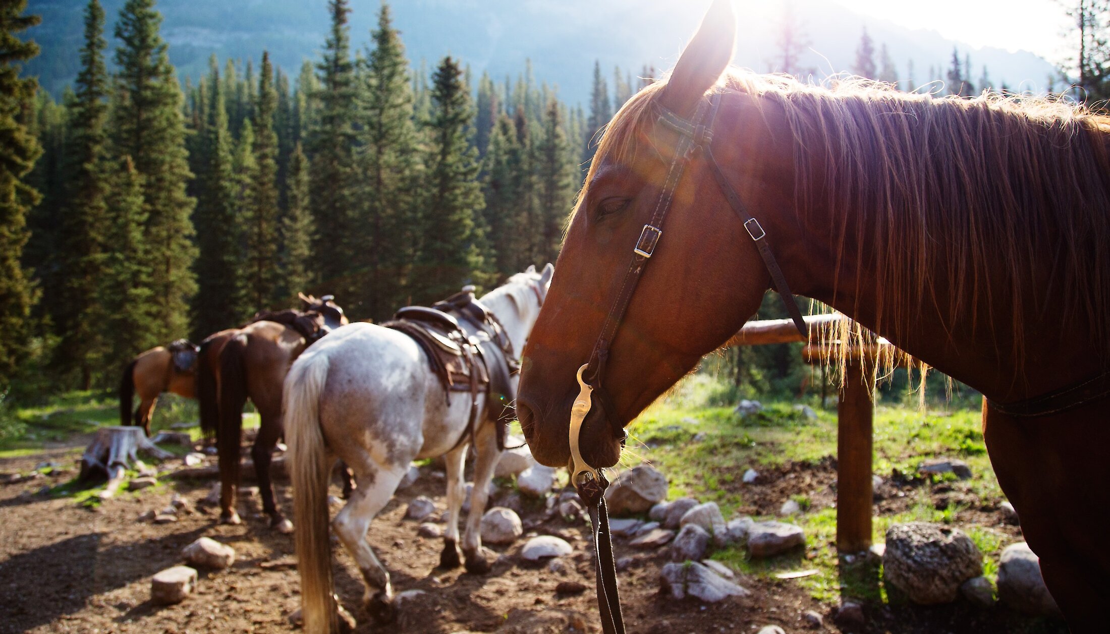 Horses ouside the Sundance Lodge in Banff National park