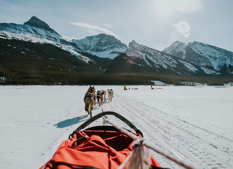 A person cozy in a sled being pulled by dogs on spray lakes