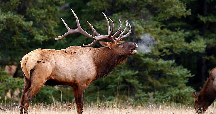 Male elk in a meadow