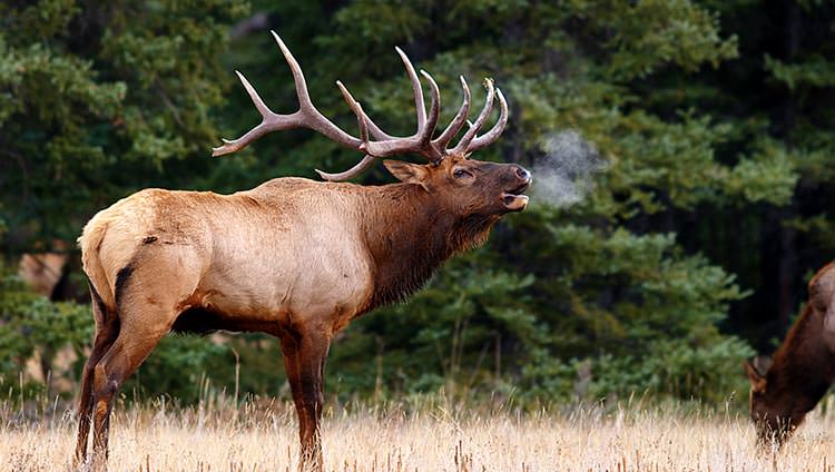 Wildlife Crossing! Staying Safe in Banff National Park | Banff Adventures