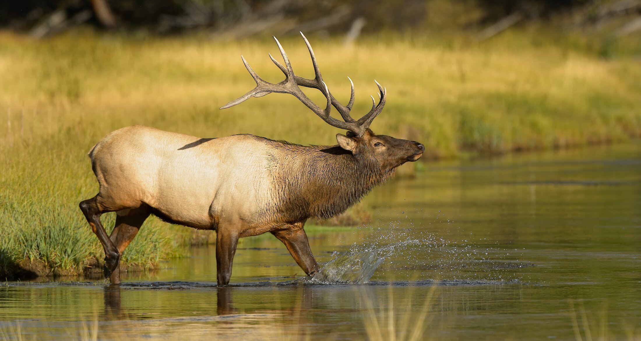 An Elk crossing the water in Banff National Park
