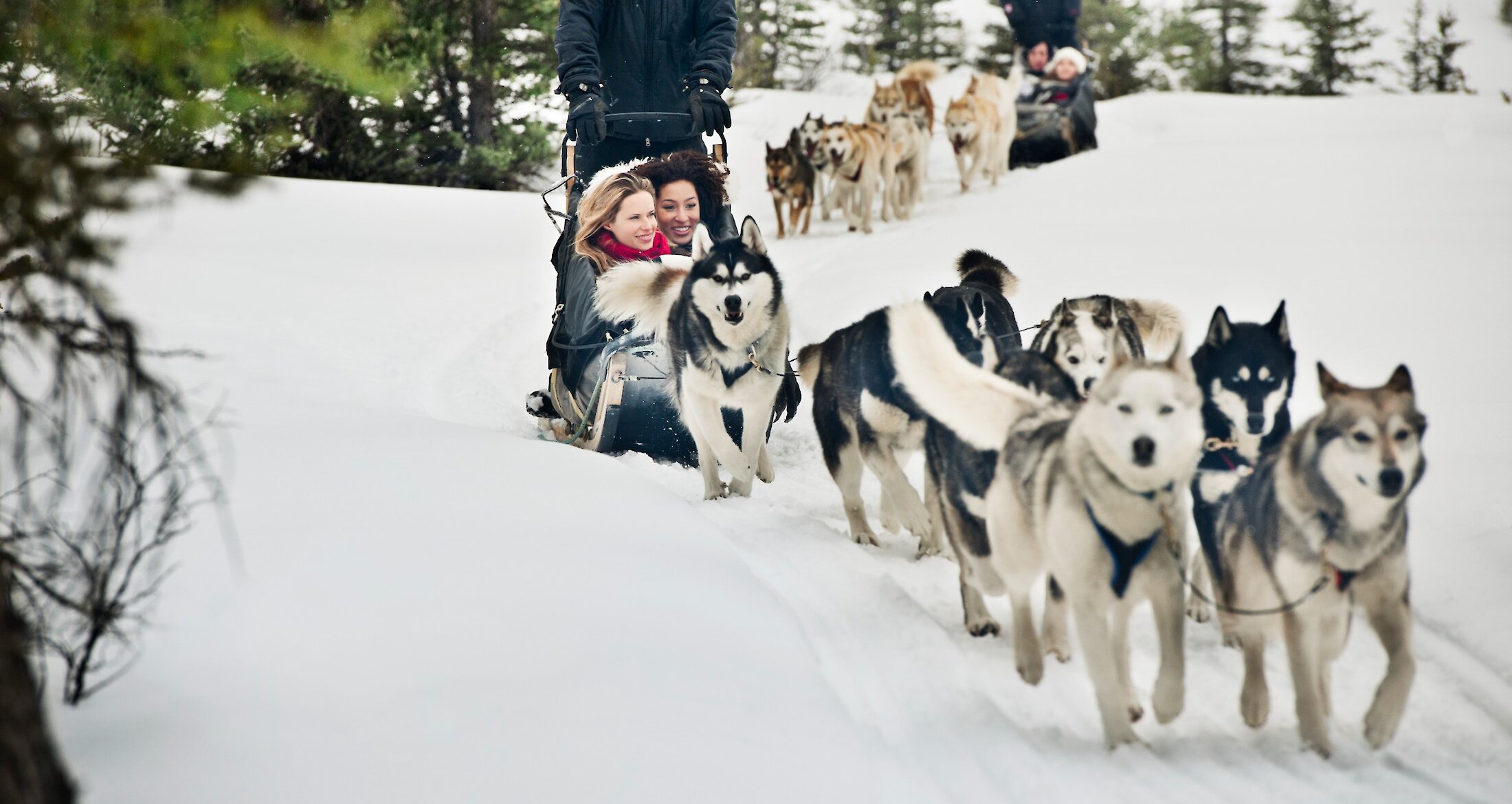 Dogs pulling a sled on the snowy tree lined path