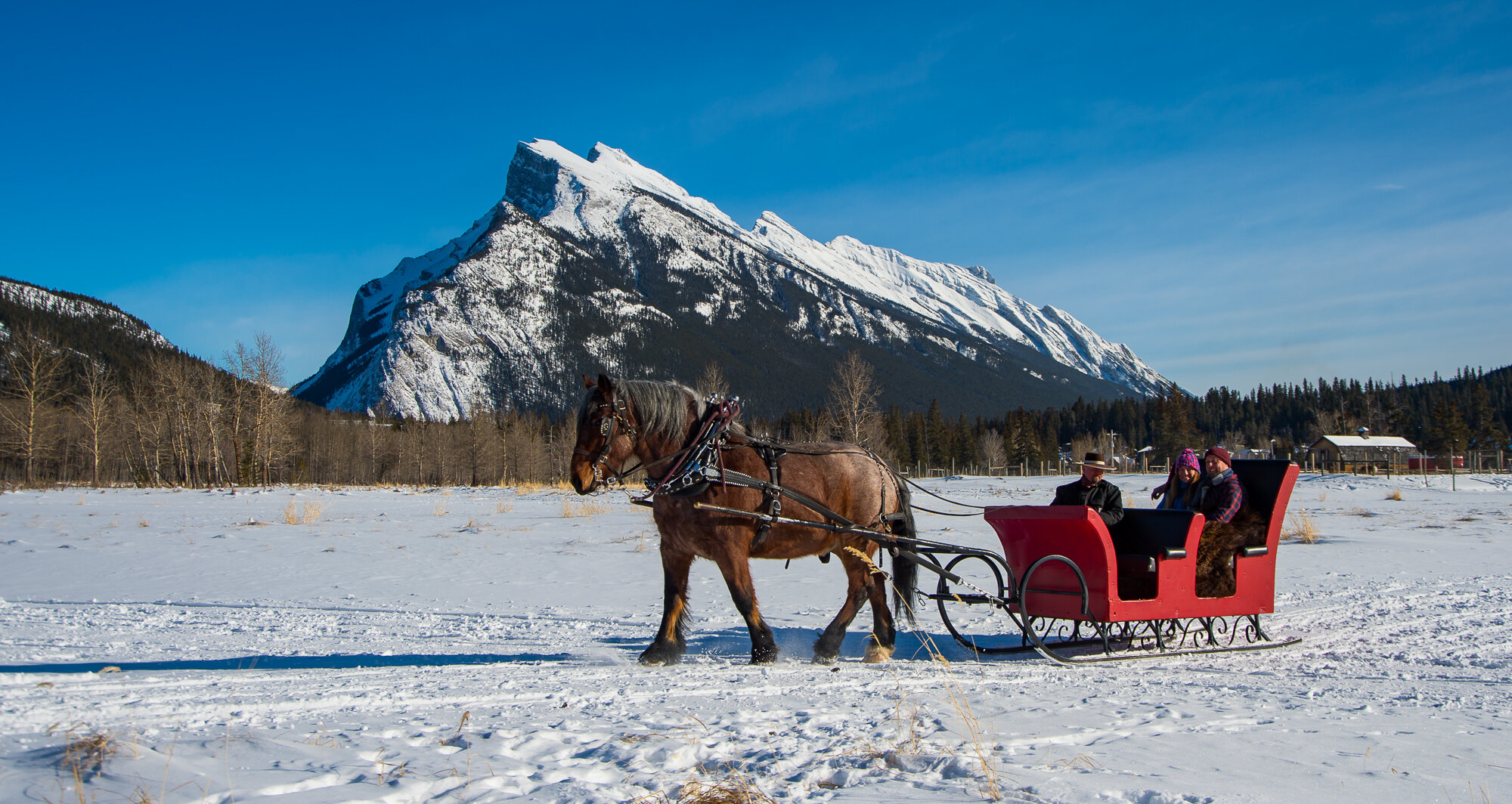 A private sleigh ride on a bluebird day in Banff National park with views of Mt Rundle