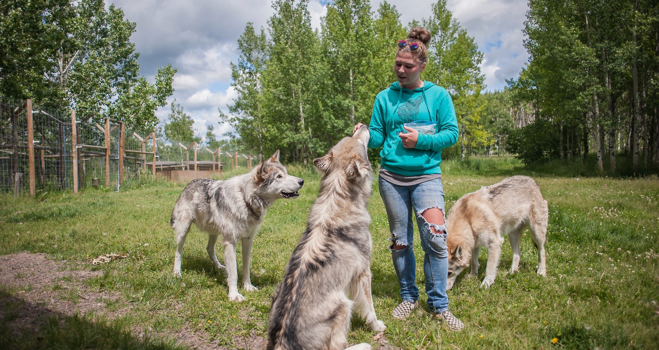A person feeding treats to the wolfdog at the Yamnuska Wolfdog Sanctuary