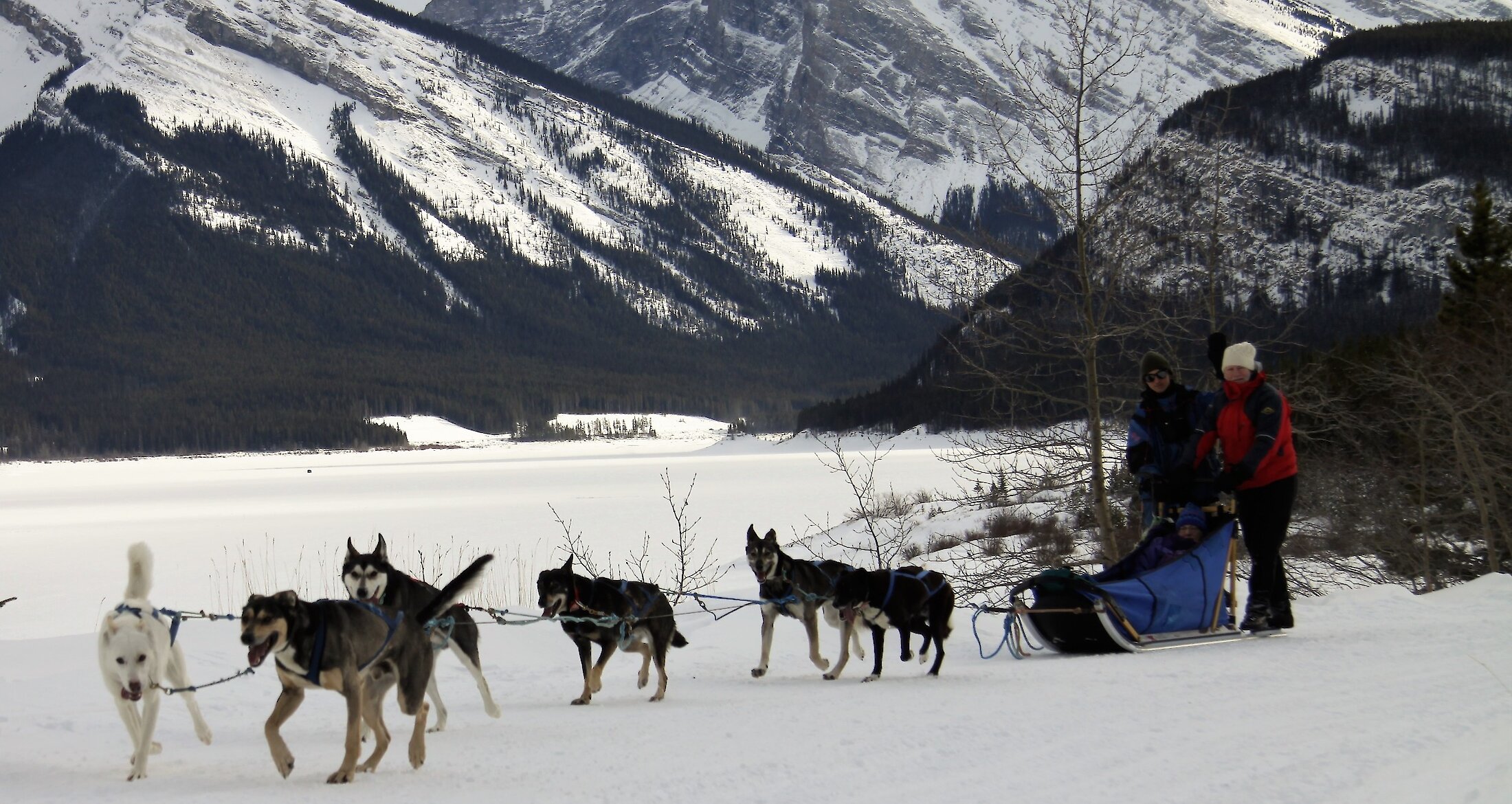 A dog team along Spray Lakes near Banff