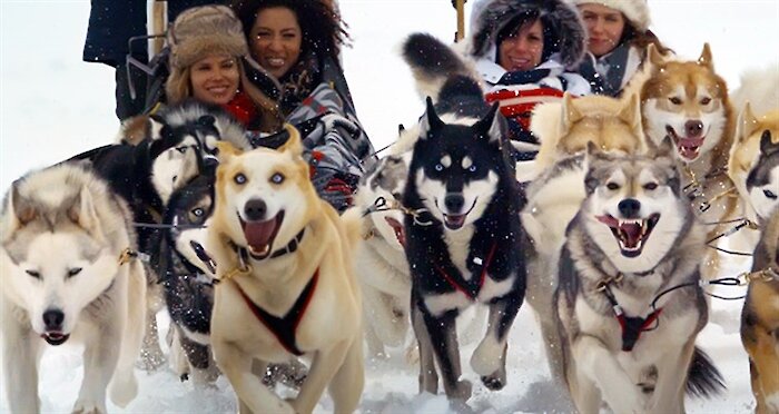 People riding in a dog sled with dogs running and happy