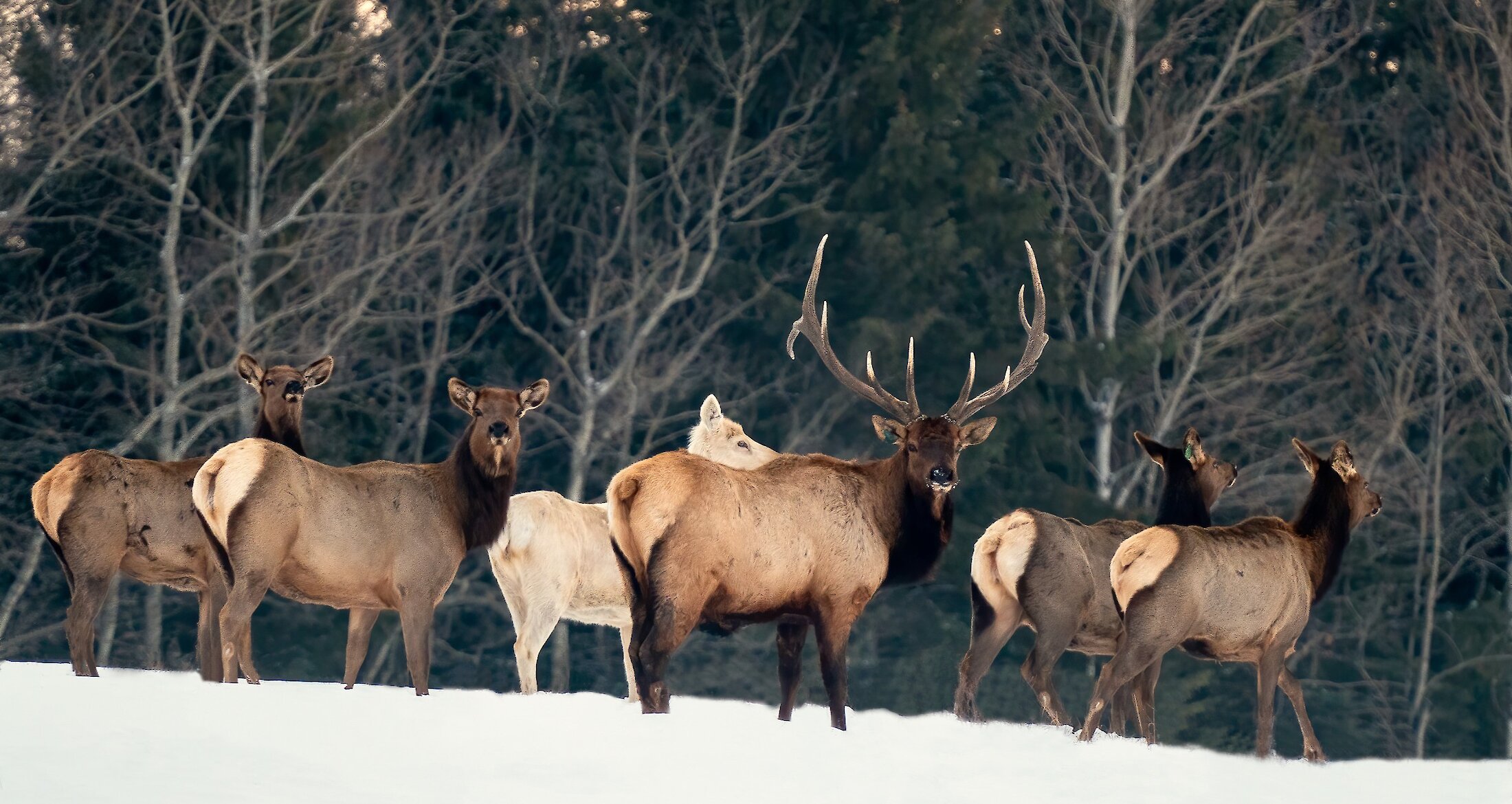 Elk standing in a meadow