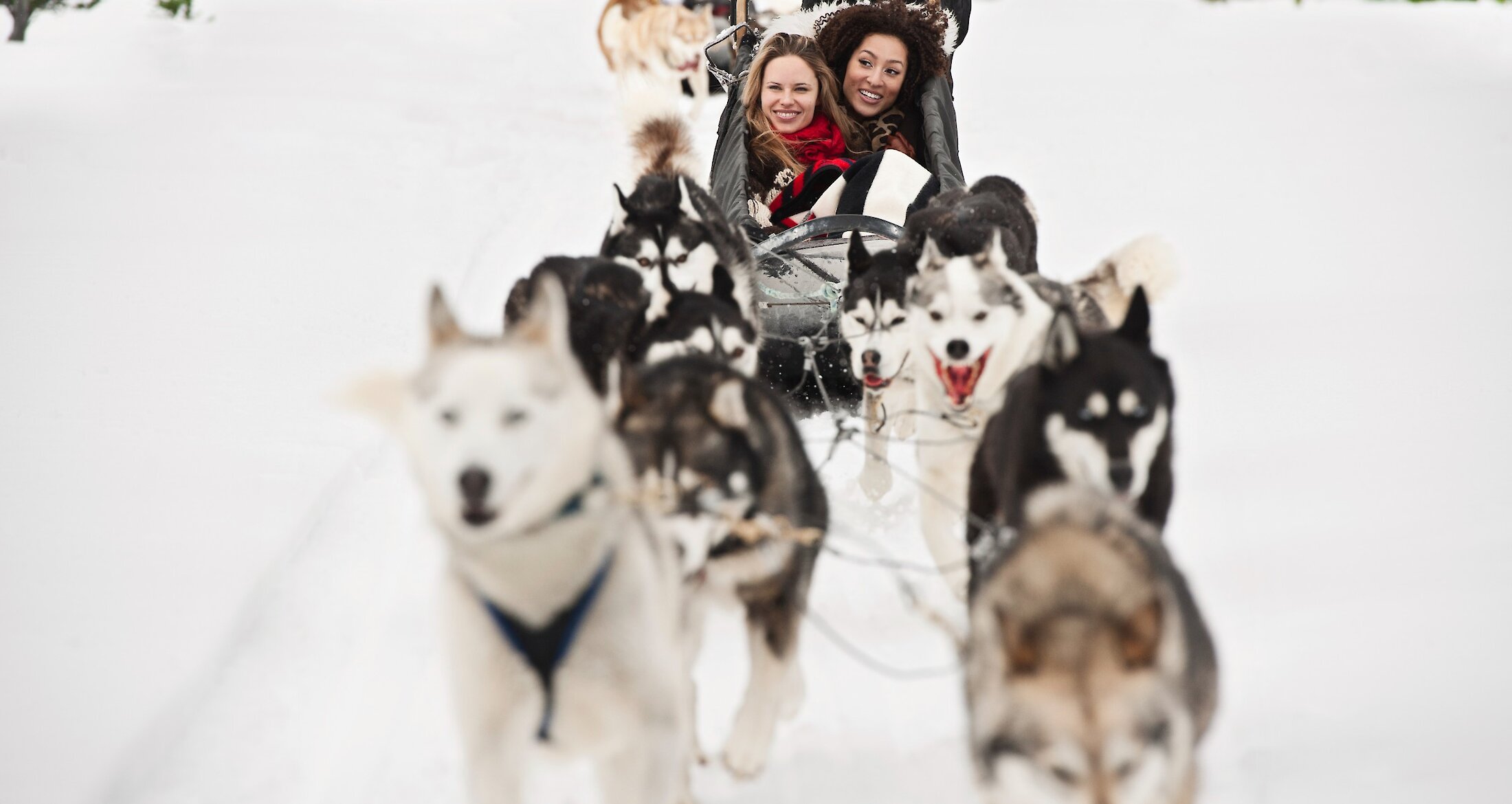 Dog sledding in Banff National Park