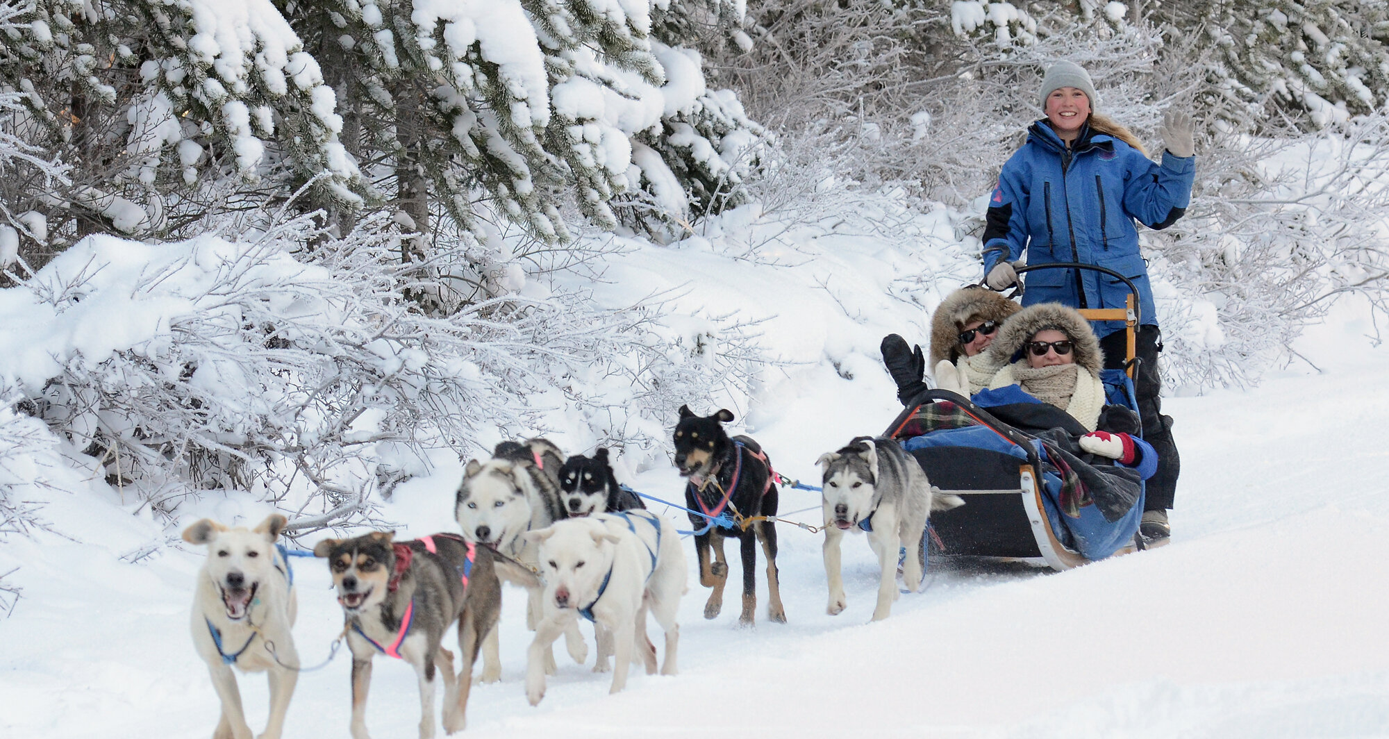 Dogsledding through Spray Lakes