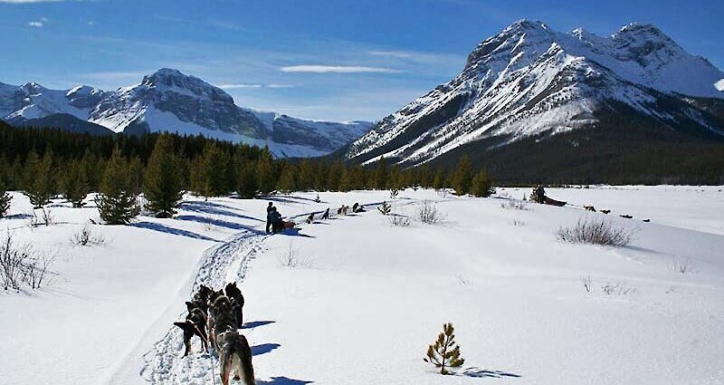 Dogsledding Tours from Banff