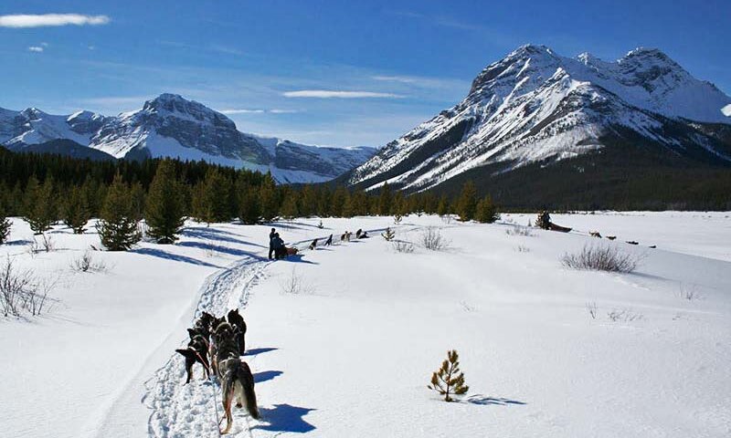 Add Dogsledding to Your Banff Bucket List! | Banff Adventures