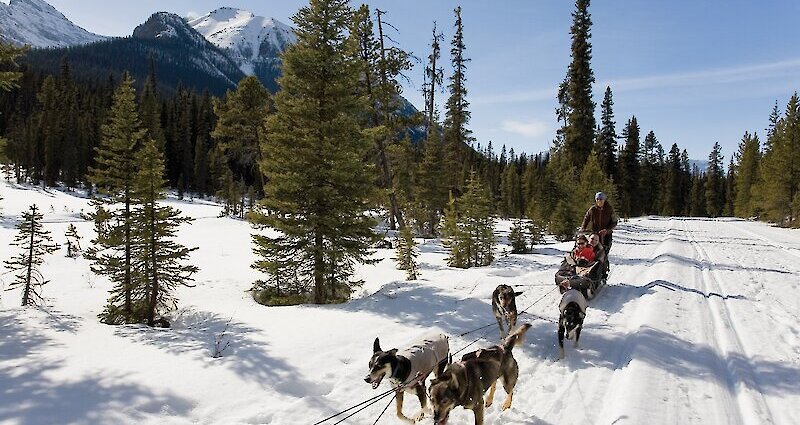 Dogsled Tour in Lake Louise